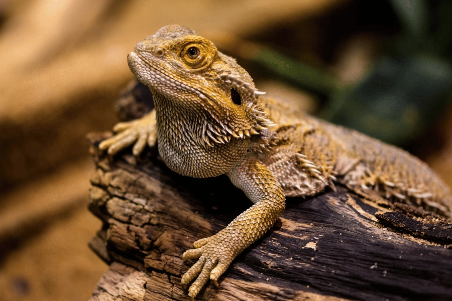 brown and yellow lizard sitting on a wood log 